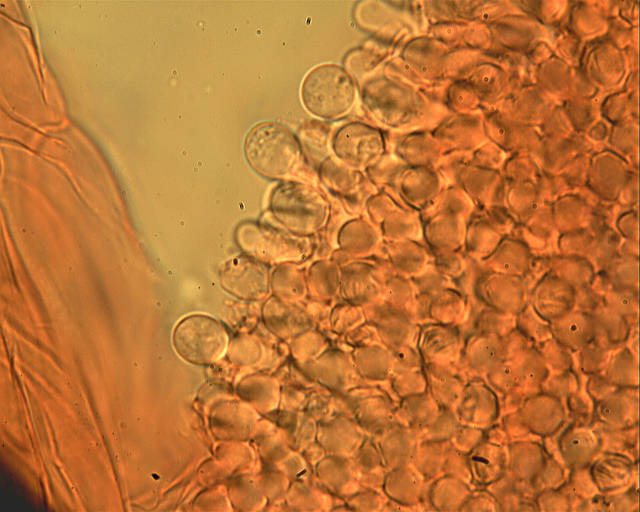 Messa a punto del microscopio